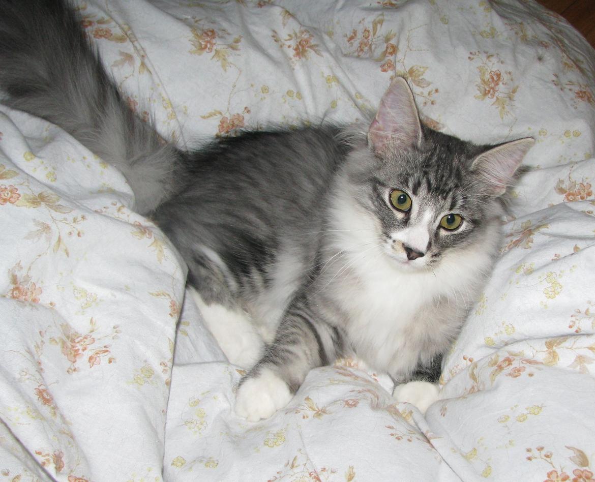 sjove billder jeg  lavet af vors killing   billede 2