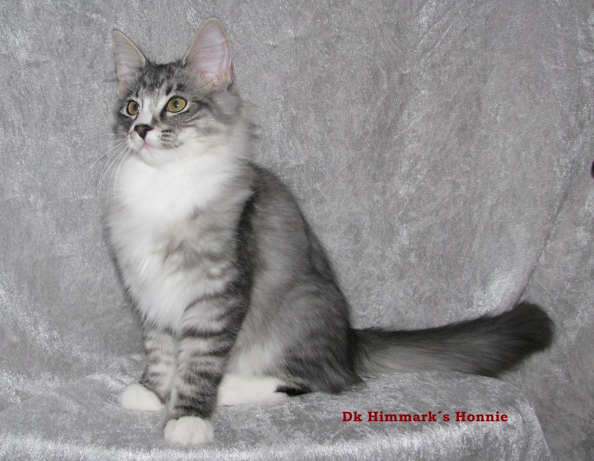 sjove billder jeg  lavet af vors killing   billede 1