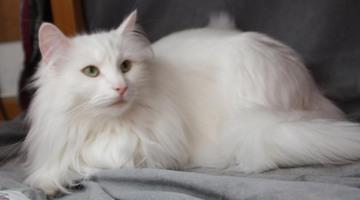 Dk Himmarks Norskskovkatte  - smilla  billede 48