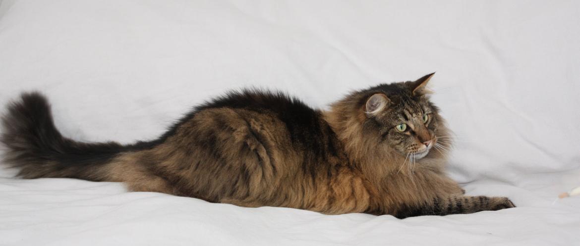 Dk Himmarks Norskskovkatte  - Martin billede 46