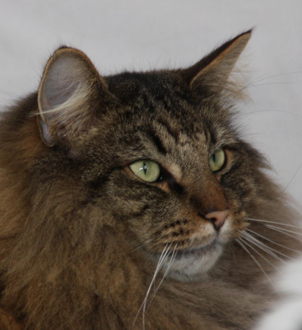 Dk Himmarks Norskskovkatte  - Martin billede 45