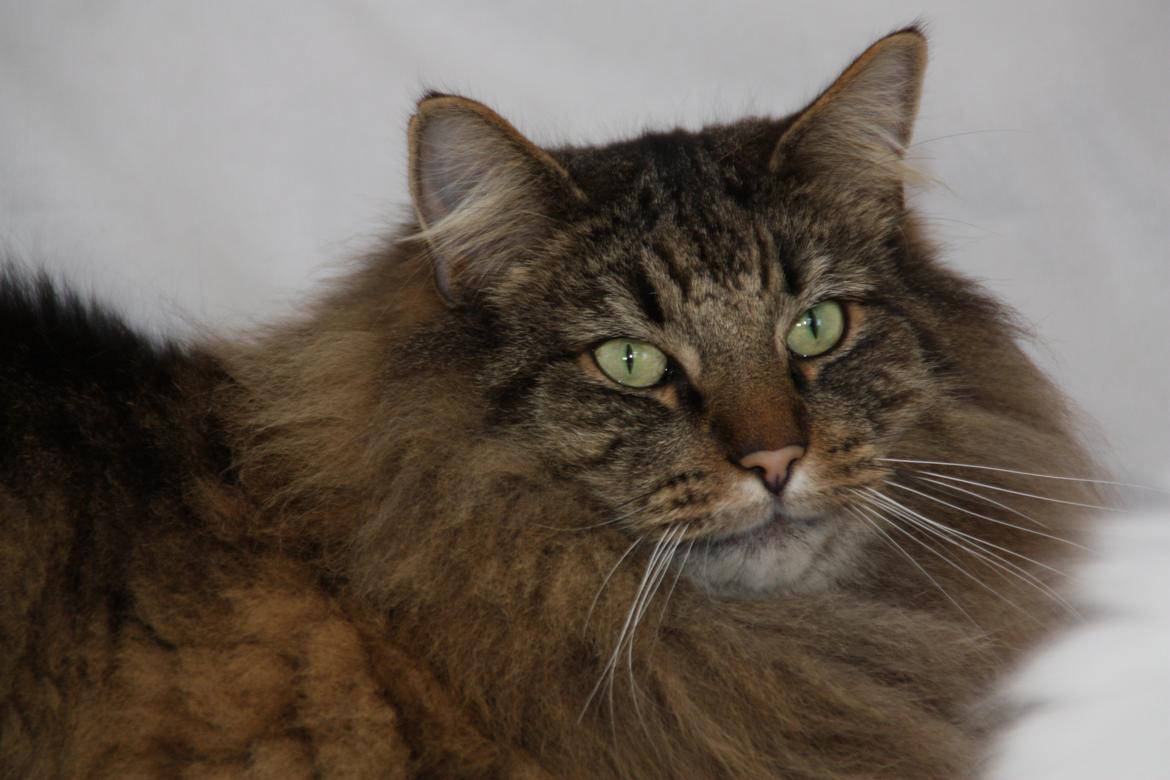 Dk Himmarks Norskskovkatte  - Martin billede 44