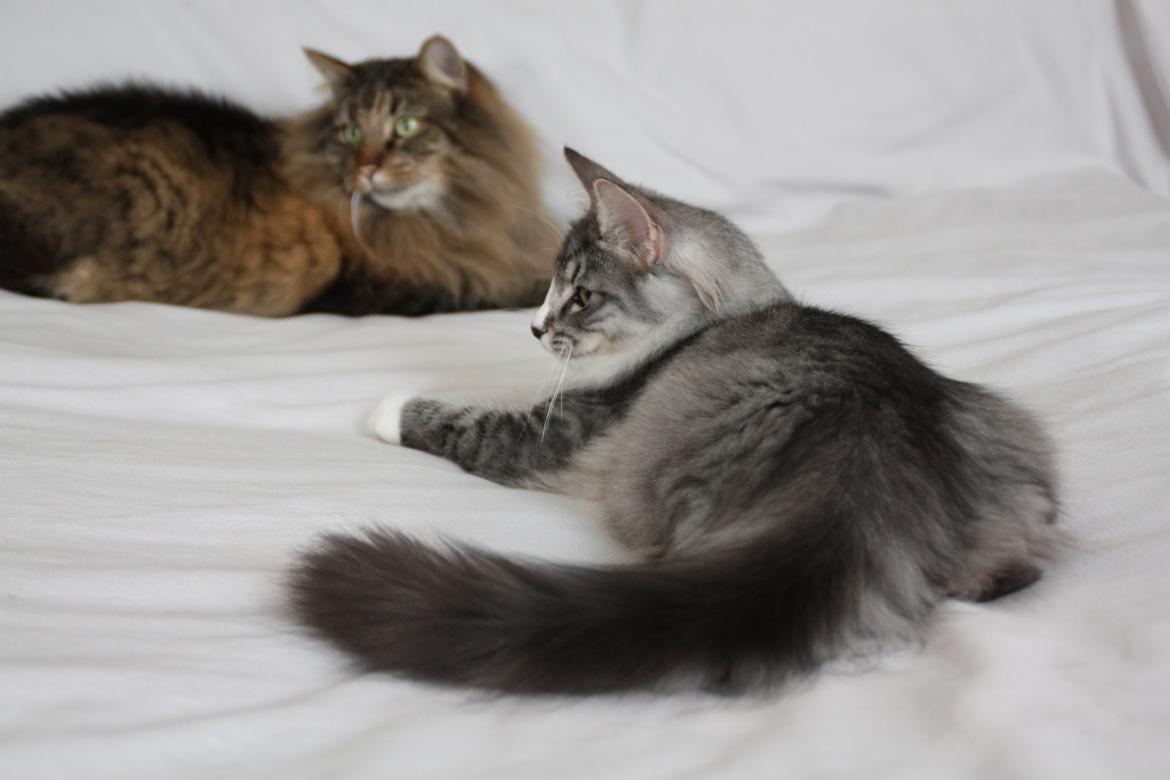 Dk Himmarks Norskskovkatte  - Honnie og Martin billede 43