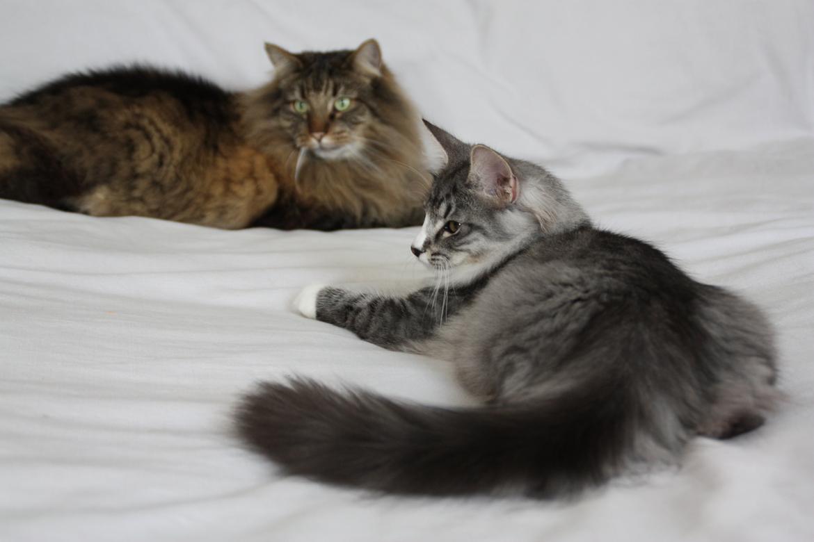 Dk Himmarks Norskskovkatte  - Honnie og Martin billede 42