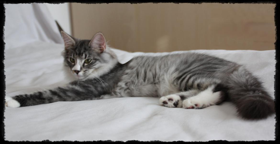 Dk Himmarks Norskskovkatte  - Honnie billede 41