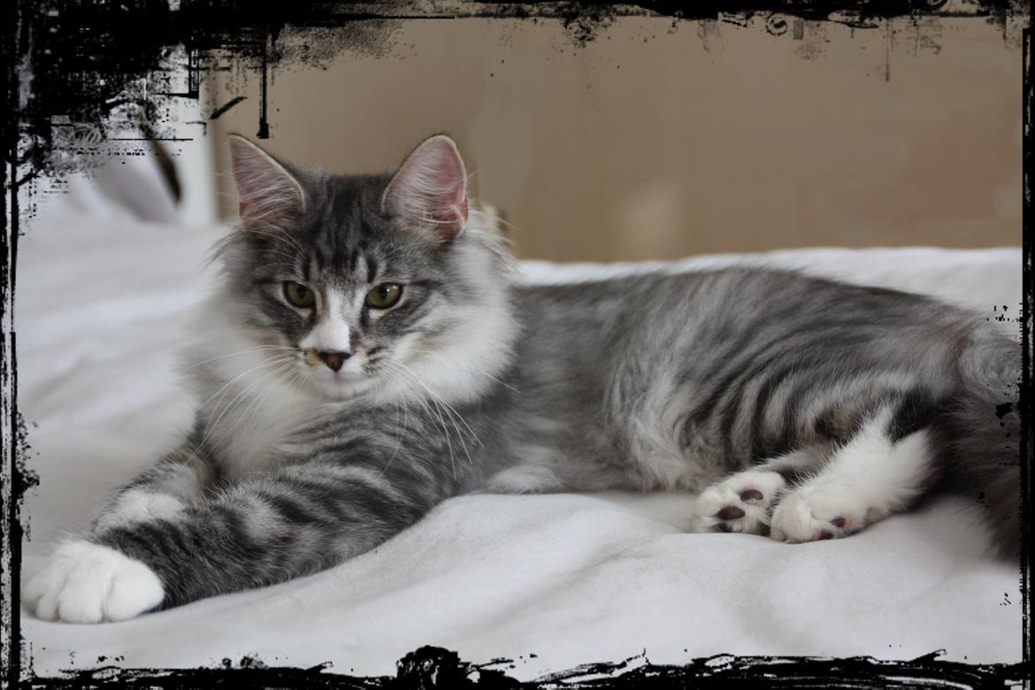 Dk Himmarks Norskskovkatte  - Honnie billede 40