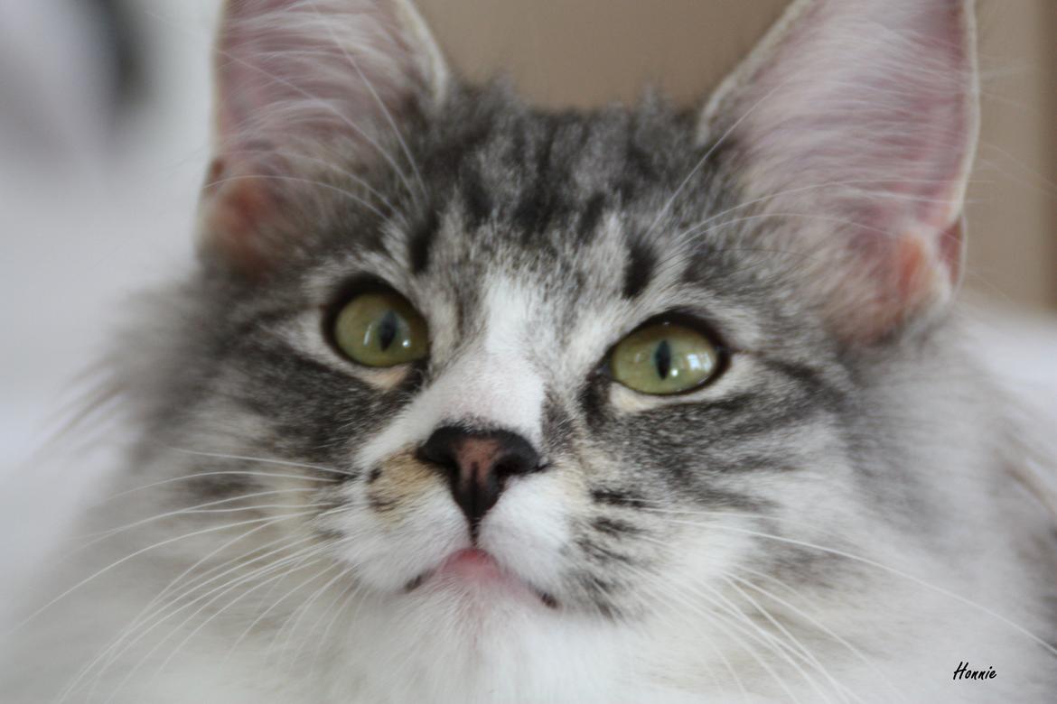 Dk Himmarks Norskskovkatte  - Honnie  billede 39