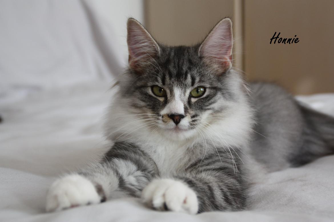 Dk Himmarks Norskskovkatte  - Honnie  billede 38