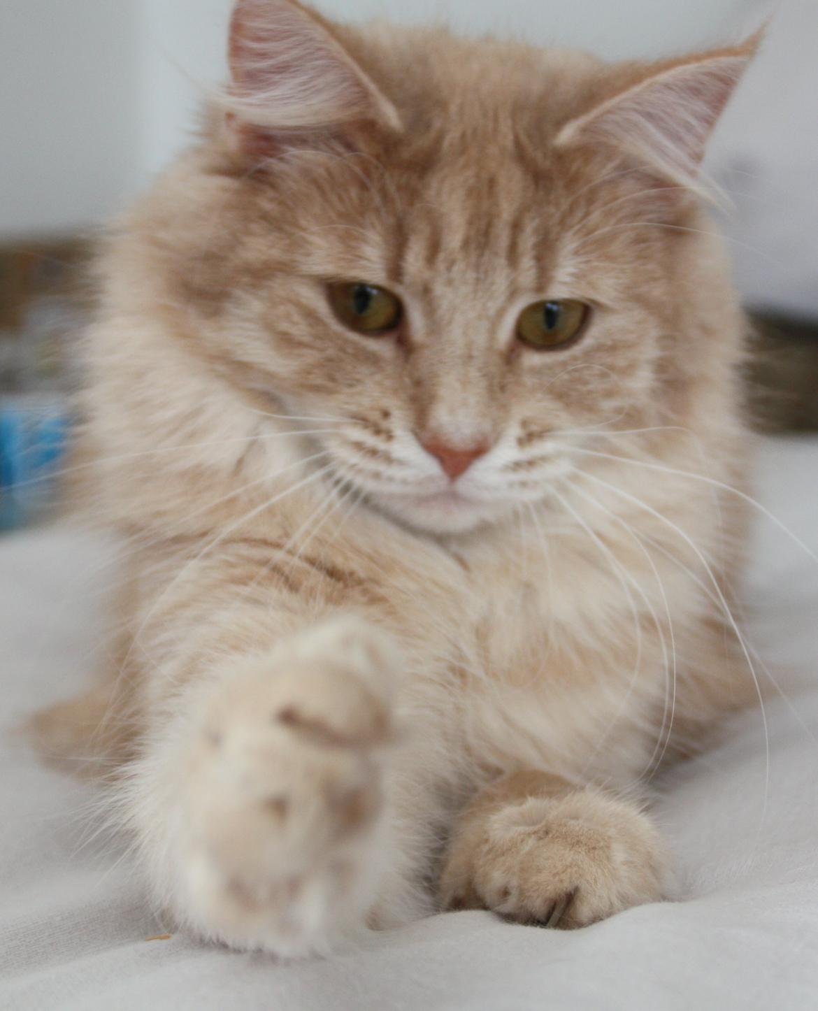 Dk Himmarks Norskskovkatte  - Athene billede 37