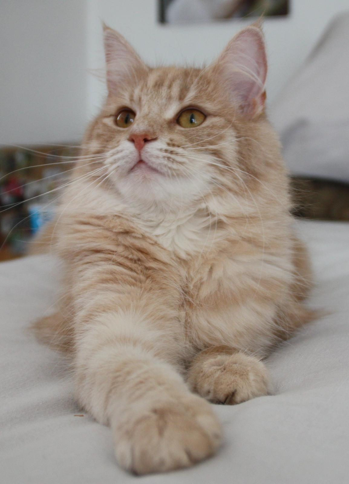 Dk Himmarks Norskskovkatte  - Athene billede 36