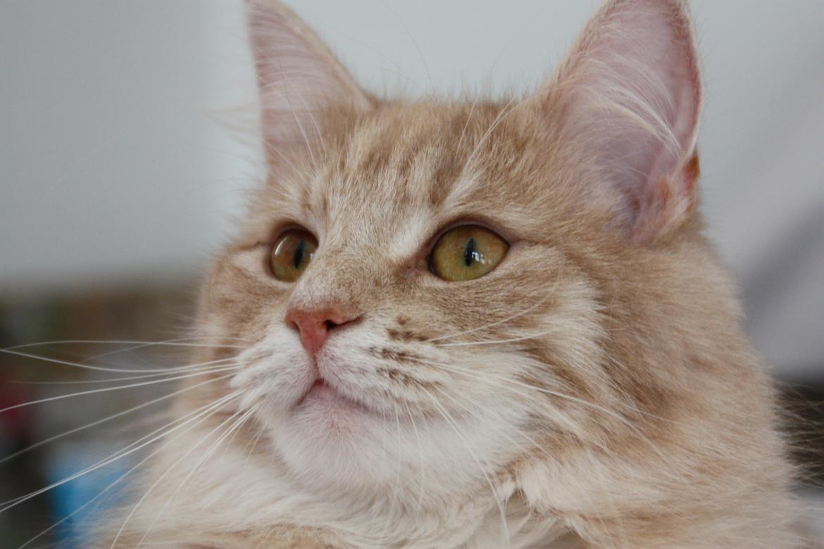 Dk Himmarks Norskskovkatte  - Athene billede 35