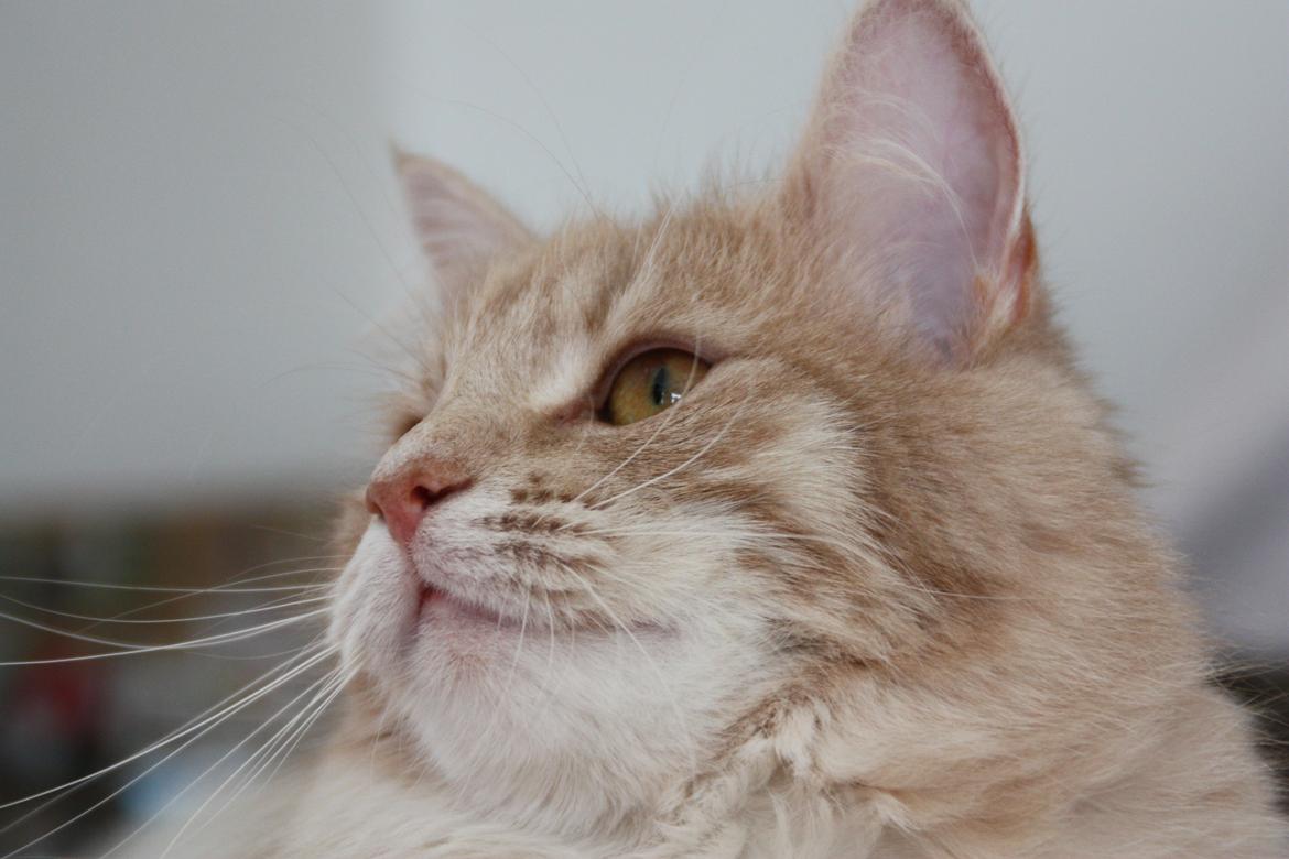 Dk Himmarks Norskskovkatte  - Athene billede 34