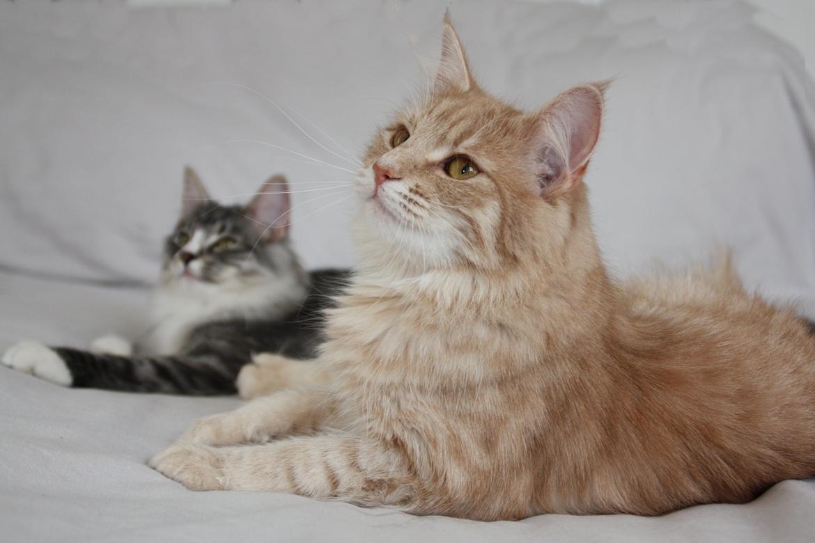 Dk Himmarks Norskskovkatte  - Athene billede 33