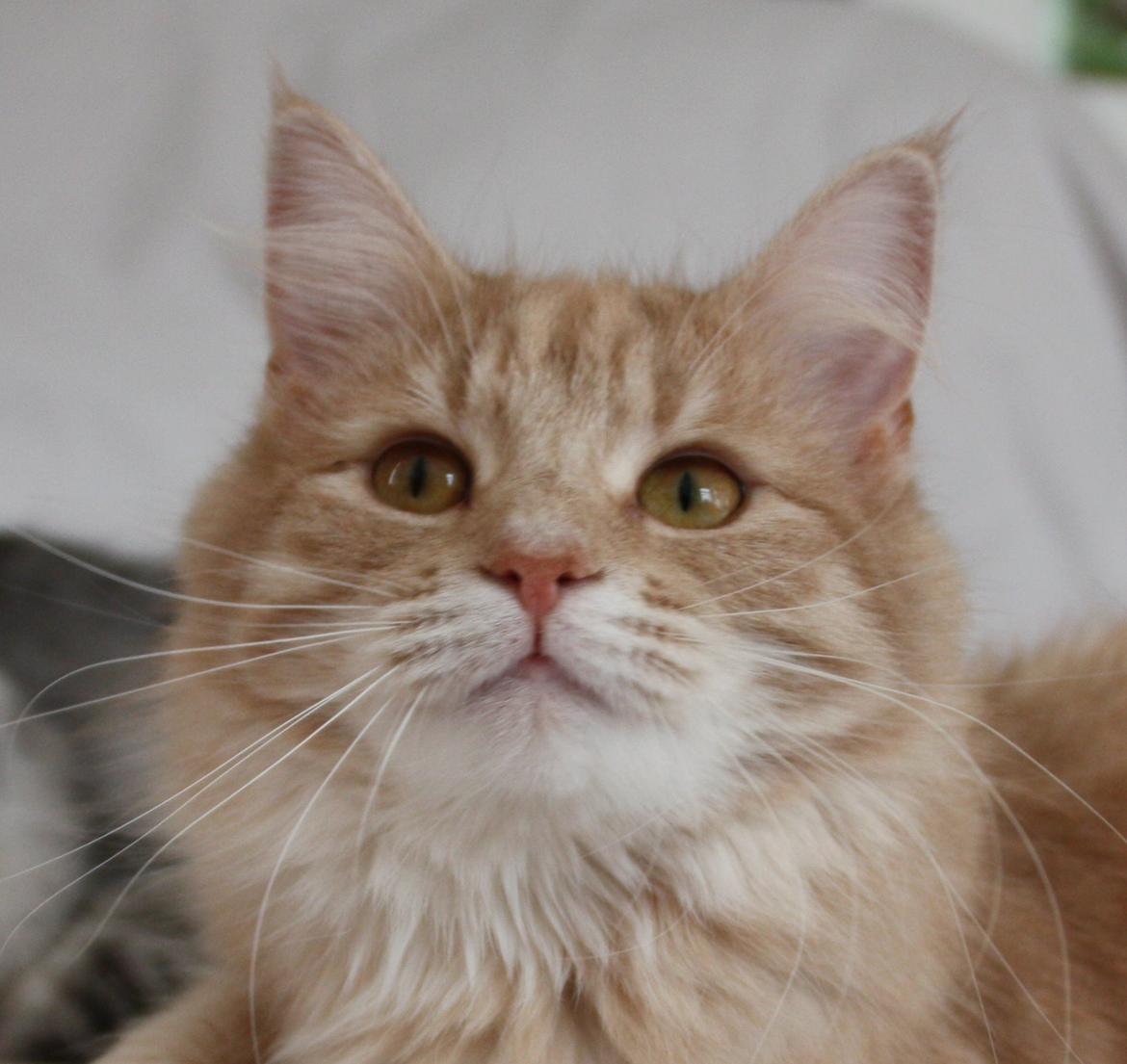 Dk Himmarks Norskskovkatte  - Athene billede 32