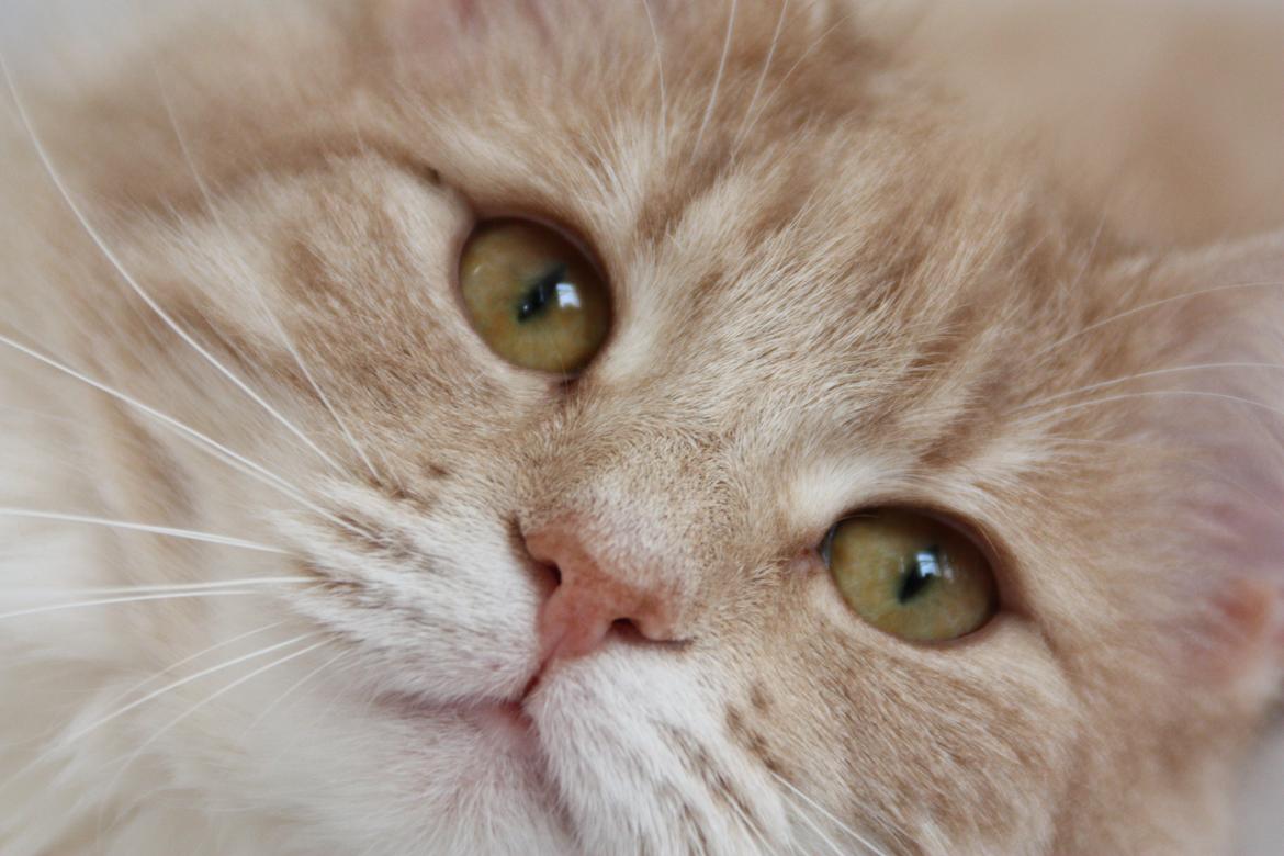 Dk Himmarks Norskskovkatte  - Athene billede 31