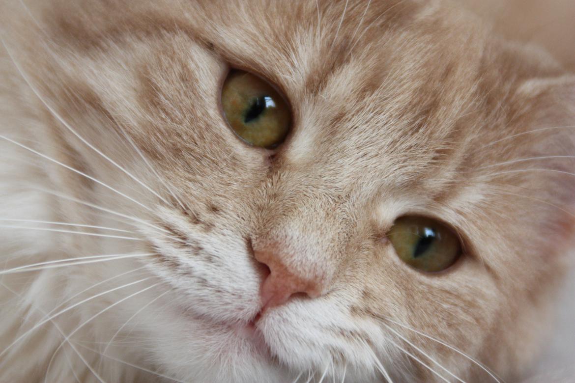 Dk Himmarks Norskskovkatte  - Athene billede 30