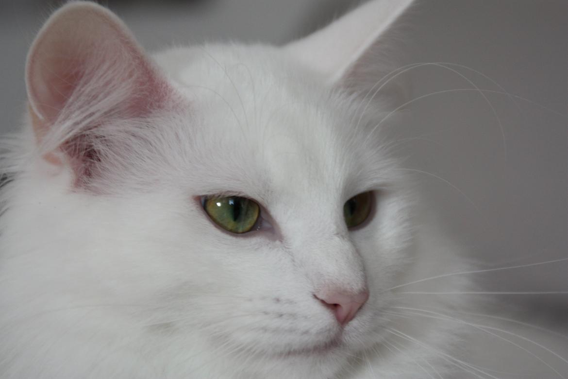 Dk Himmarks Norskskovkatte  - Artemis  billede 29