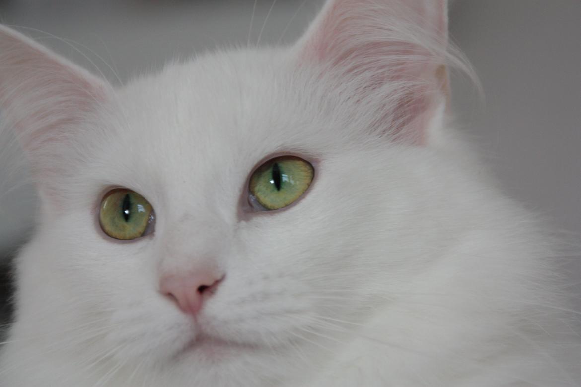 Dk Himmarks Norskskovkatte  - Artemis  billede 28