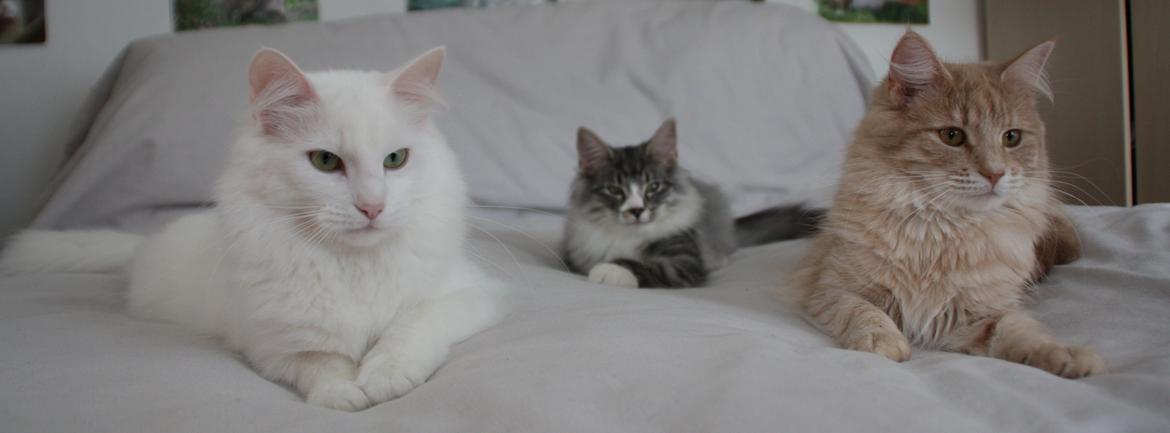 Dk Himmarks Norskskovkatte  - Artemis  og Honnie  billede 27