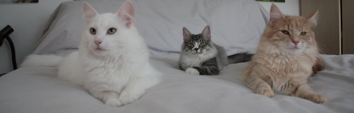 Dk Himmarks Norskskovkatte  - Artemis  og Honnie  billede 26