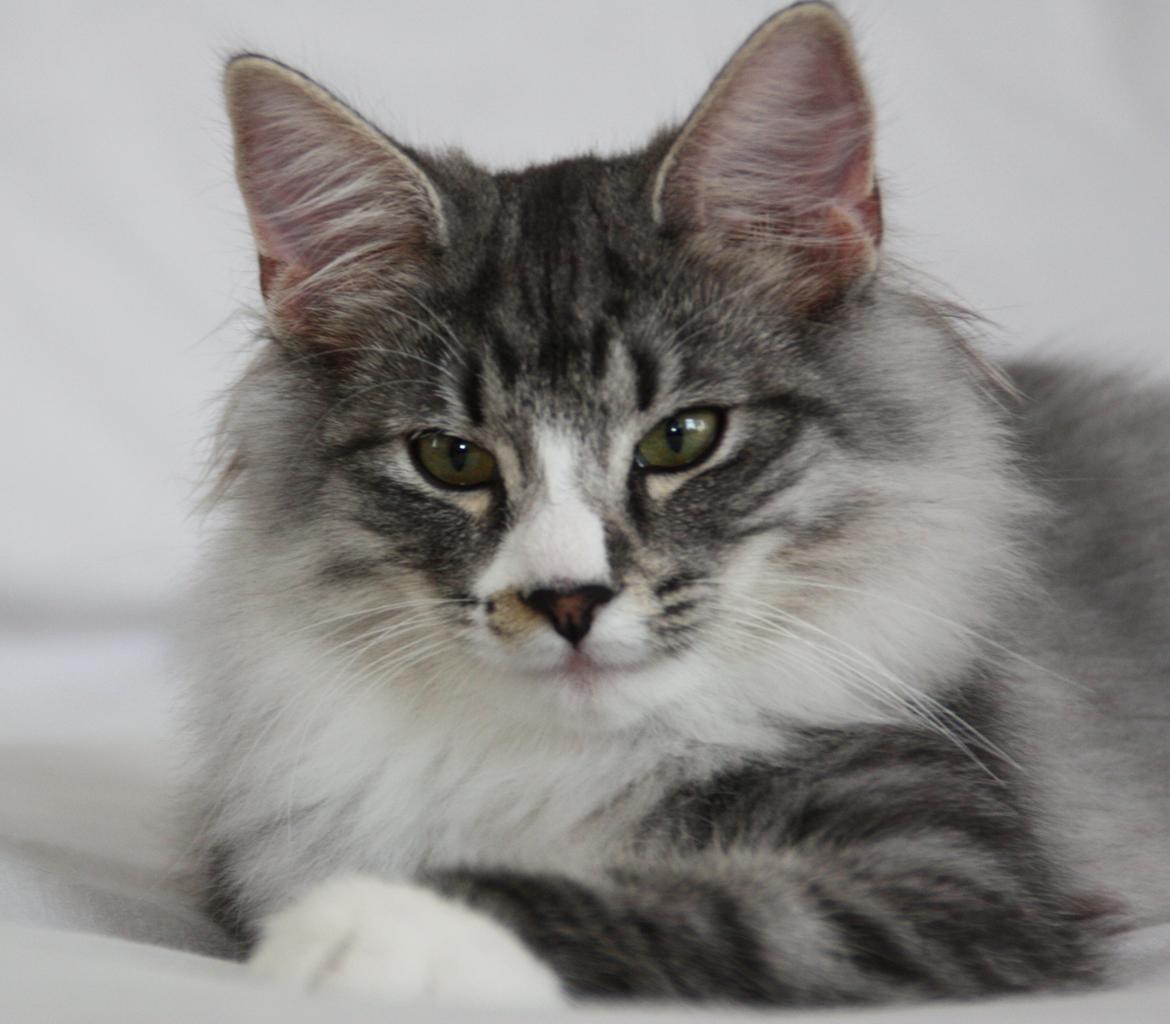 Dk Himmarks Norskskovkatte  -  Honnie  billede 25