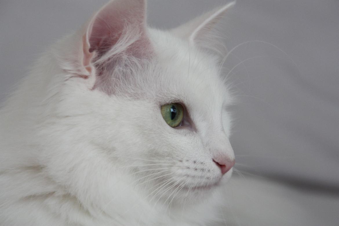 Dk Himmarks Norskskovkatte  - Artemis  billede 24