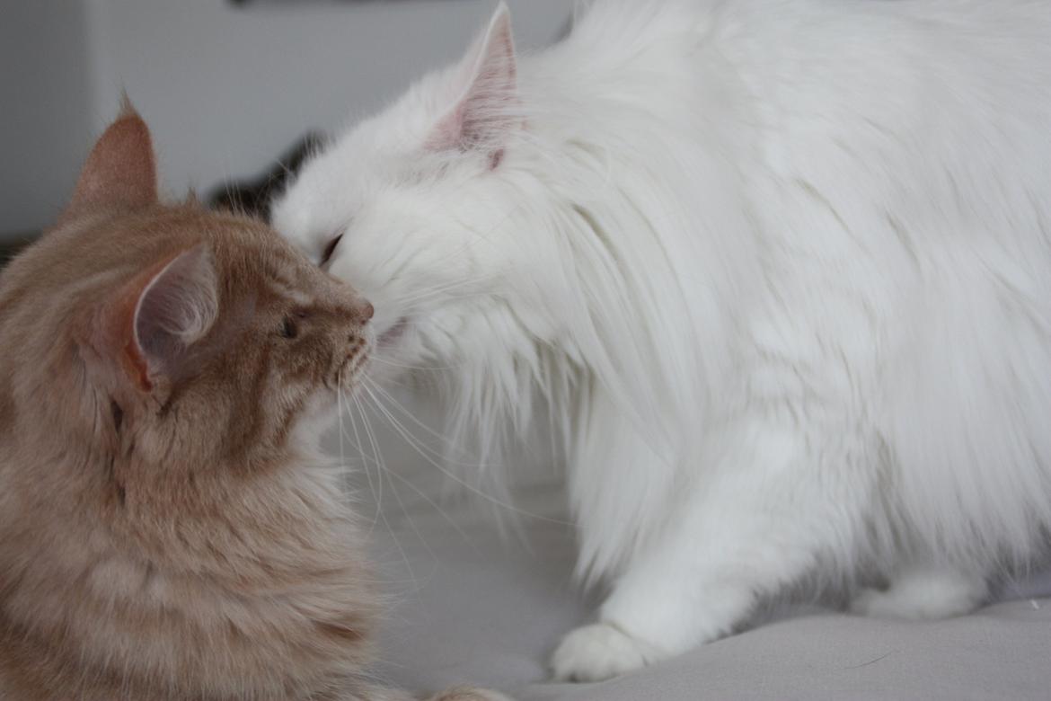 Dk Himmarks Norskskovkatte  - Athene og Smilla  billede 23