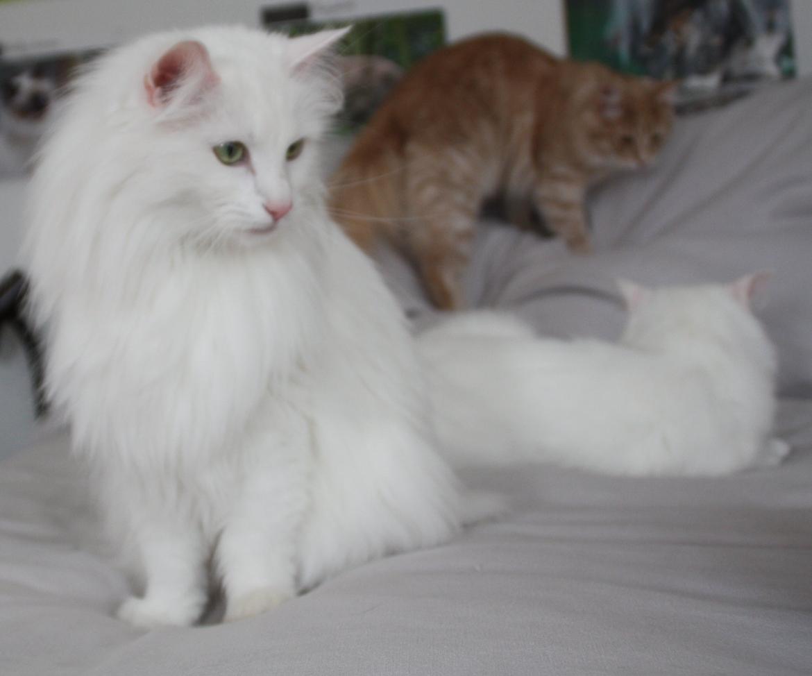 Dk Himmarks Norskskovkatte  - Athene og Smilla  billede 22