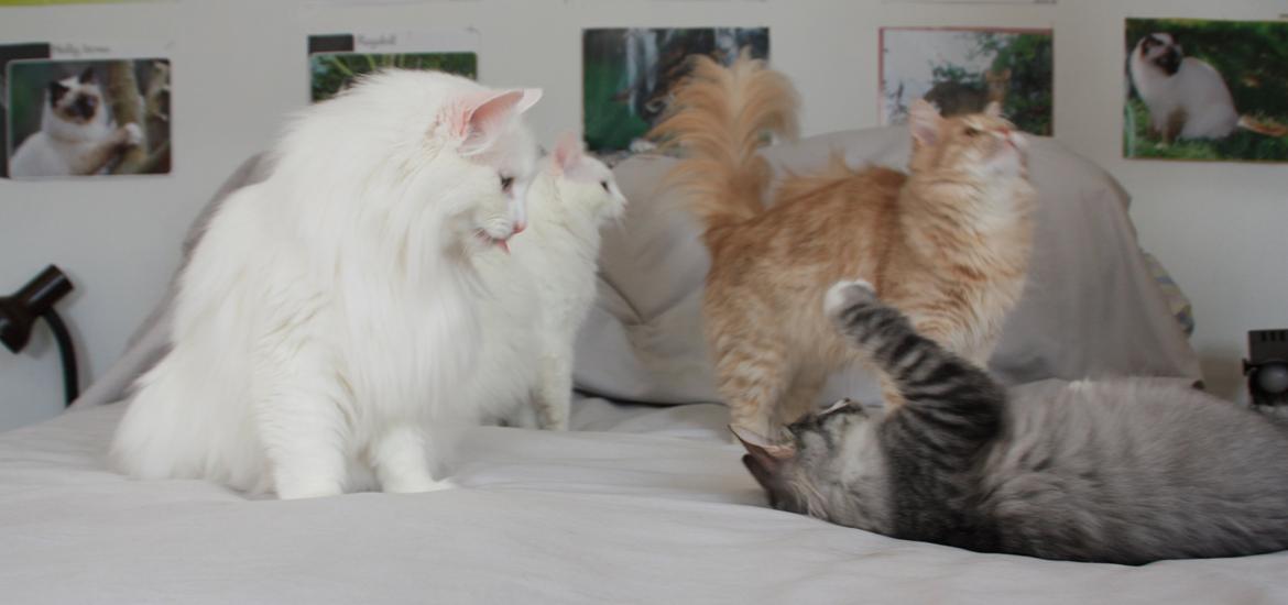 Dk Himmarks Norskskovkatte  - Athene og Smilla , Honnie billede 21