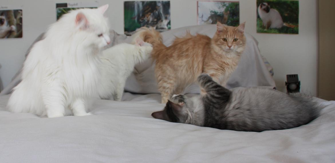 Dk Himmarks Norskskovkatte  - Athene og Smilla , Artemis , Honnie billede 20