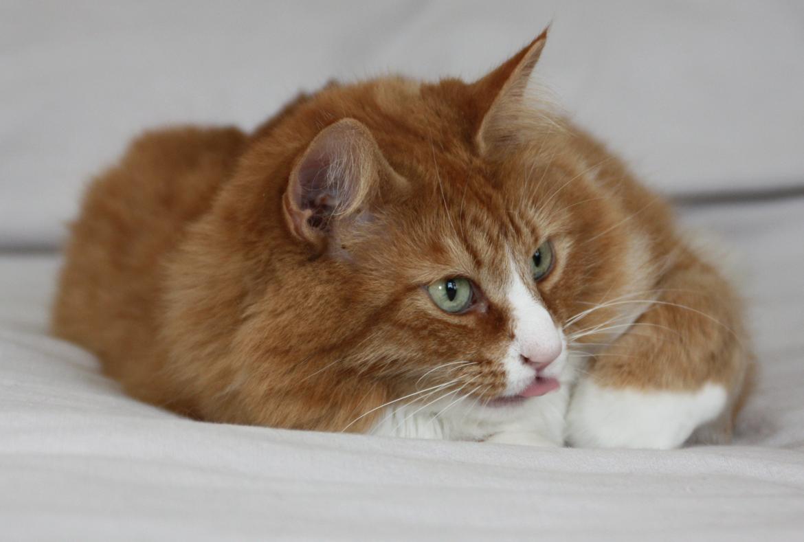 Dk Himmarks Norskskovkatte  - Mille billede 19