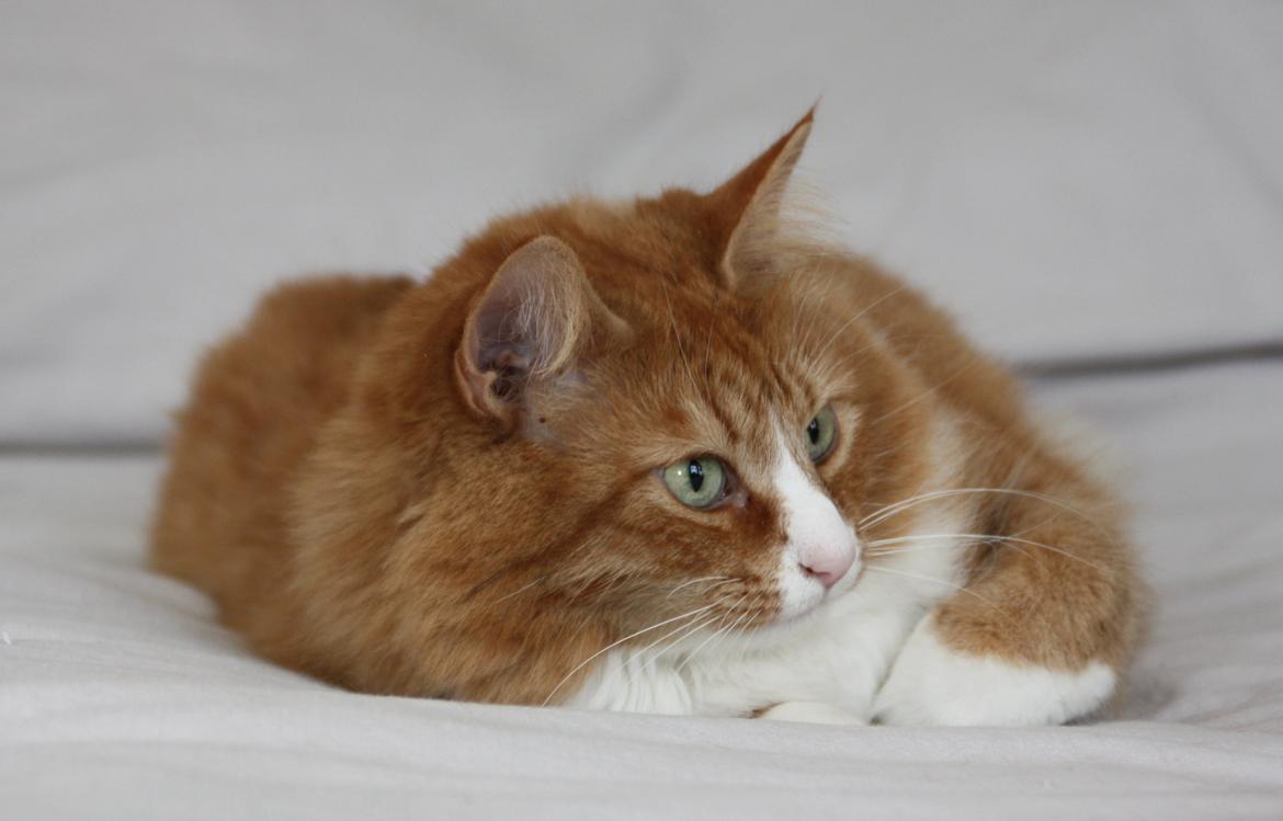 Dk Himmarks Norskskovkatte  - Mille  billede 18