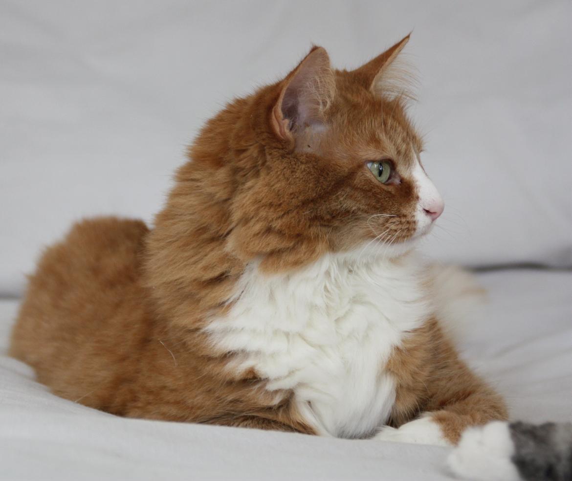 Dk Himmarks Norskskovkatte  - Mille  billede 17