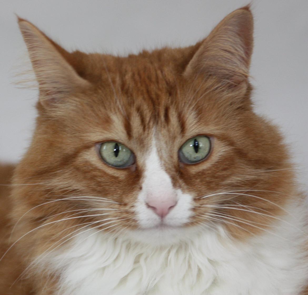 Dk Himmarks Norskskovkatte  - Mille  billede 16