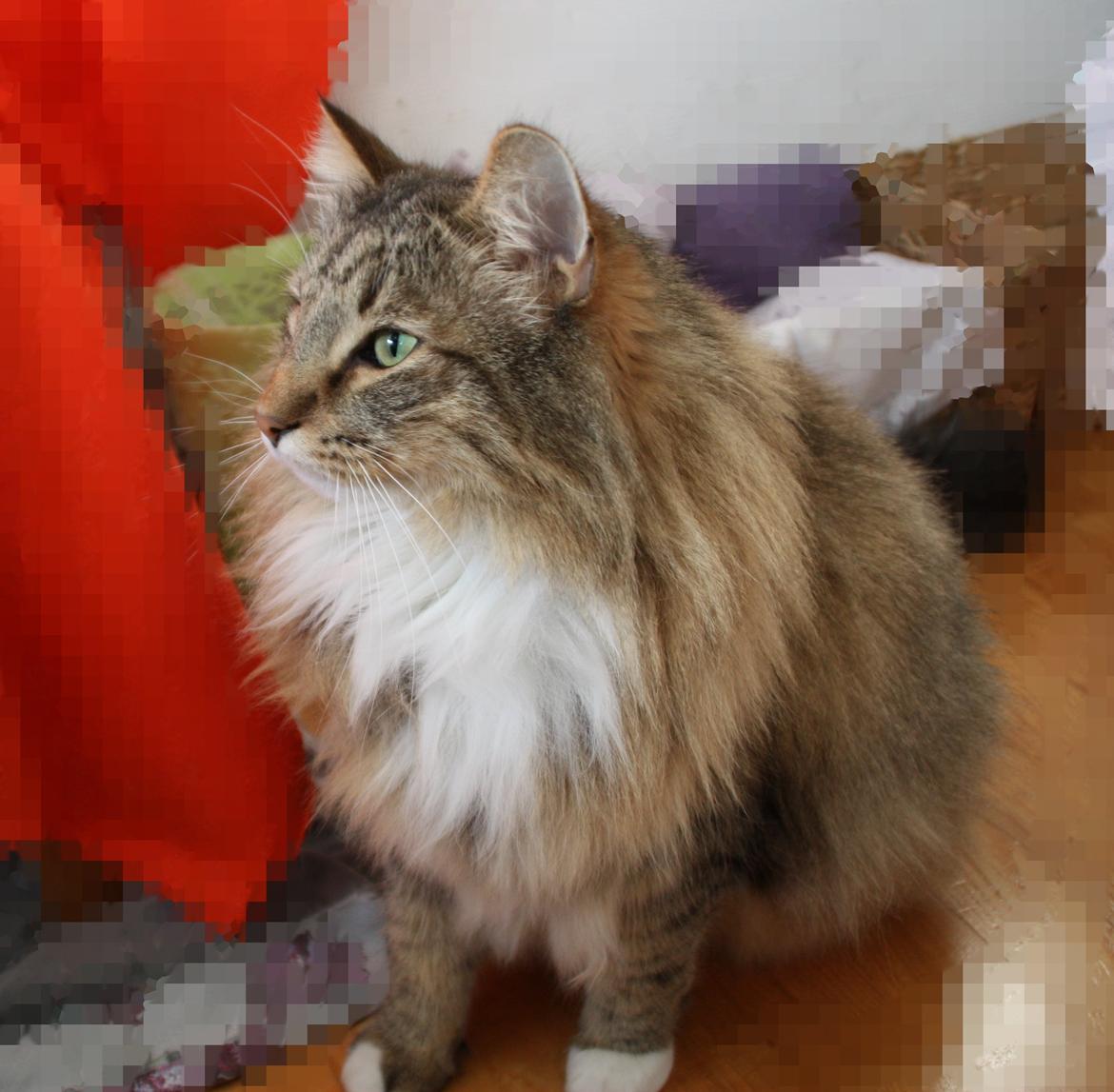 Dk Himmarks Norskskovkatte  - Toppe  billede 15