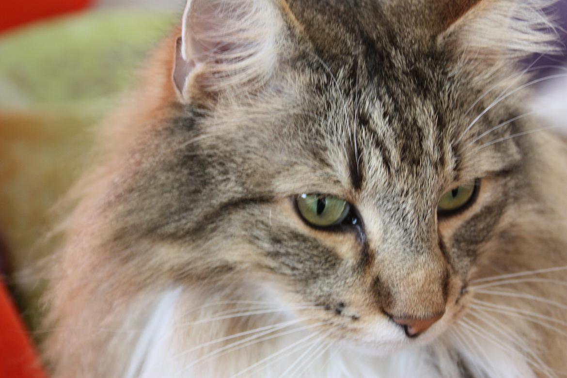 Dk Himmarks Norskskovkatte  - Toppe billede 14