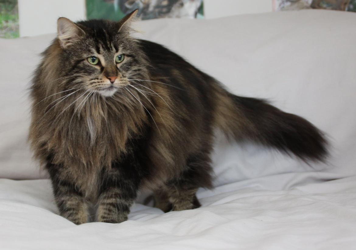 Dk Himmarks Norskskovkatte  - Eva  billede 13