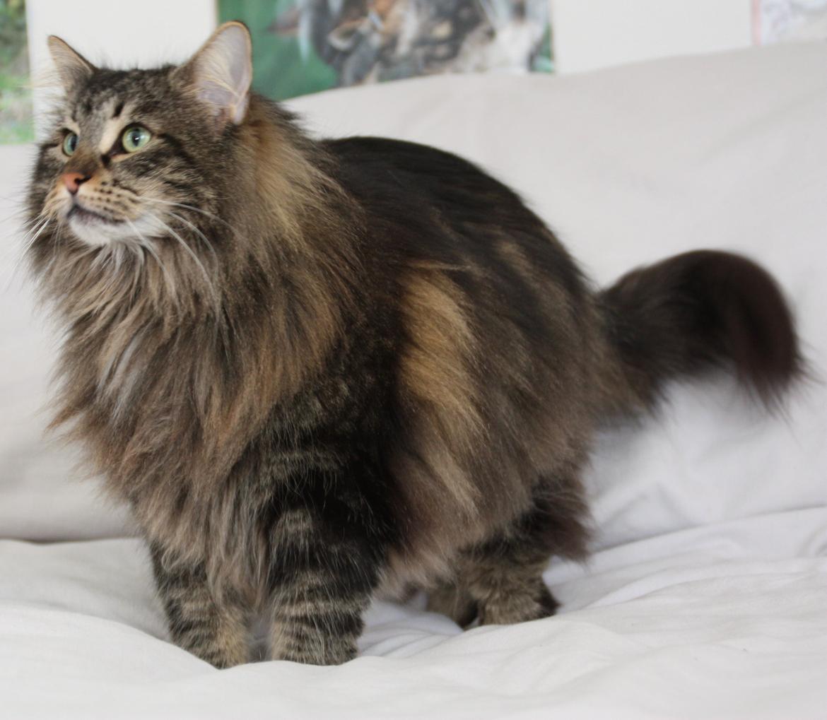 Dk Himmarks Norskskovkatte  - eva  billede 12