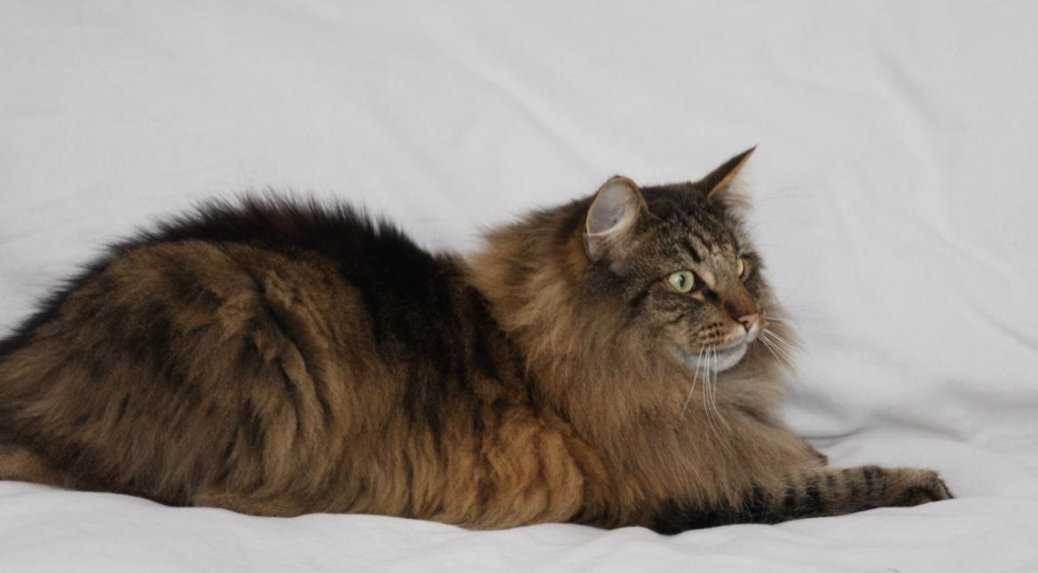 Dk Himmarks Norskskovkatte  - Martin billede 47