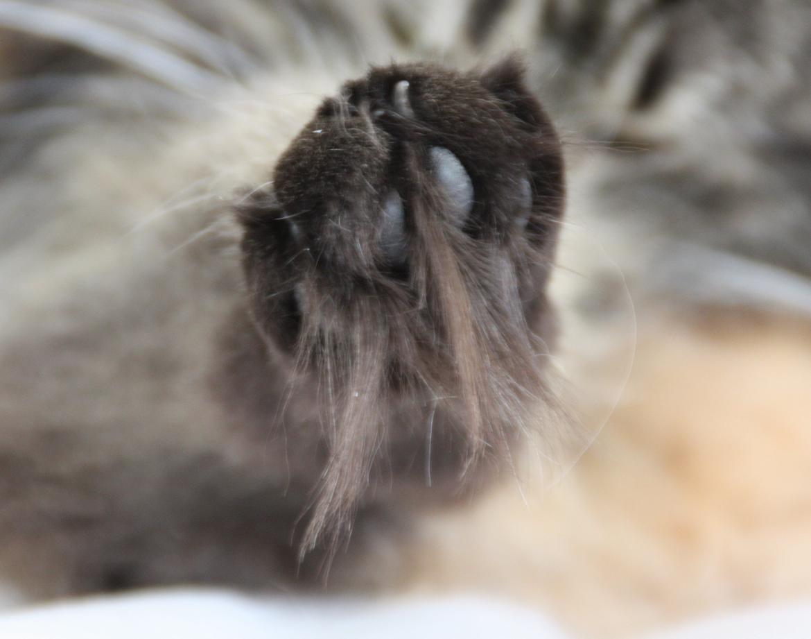 Dk Himmarks Norskskovkatte  - Eva  snesko billede 9