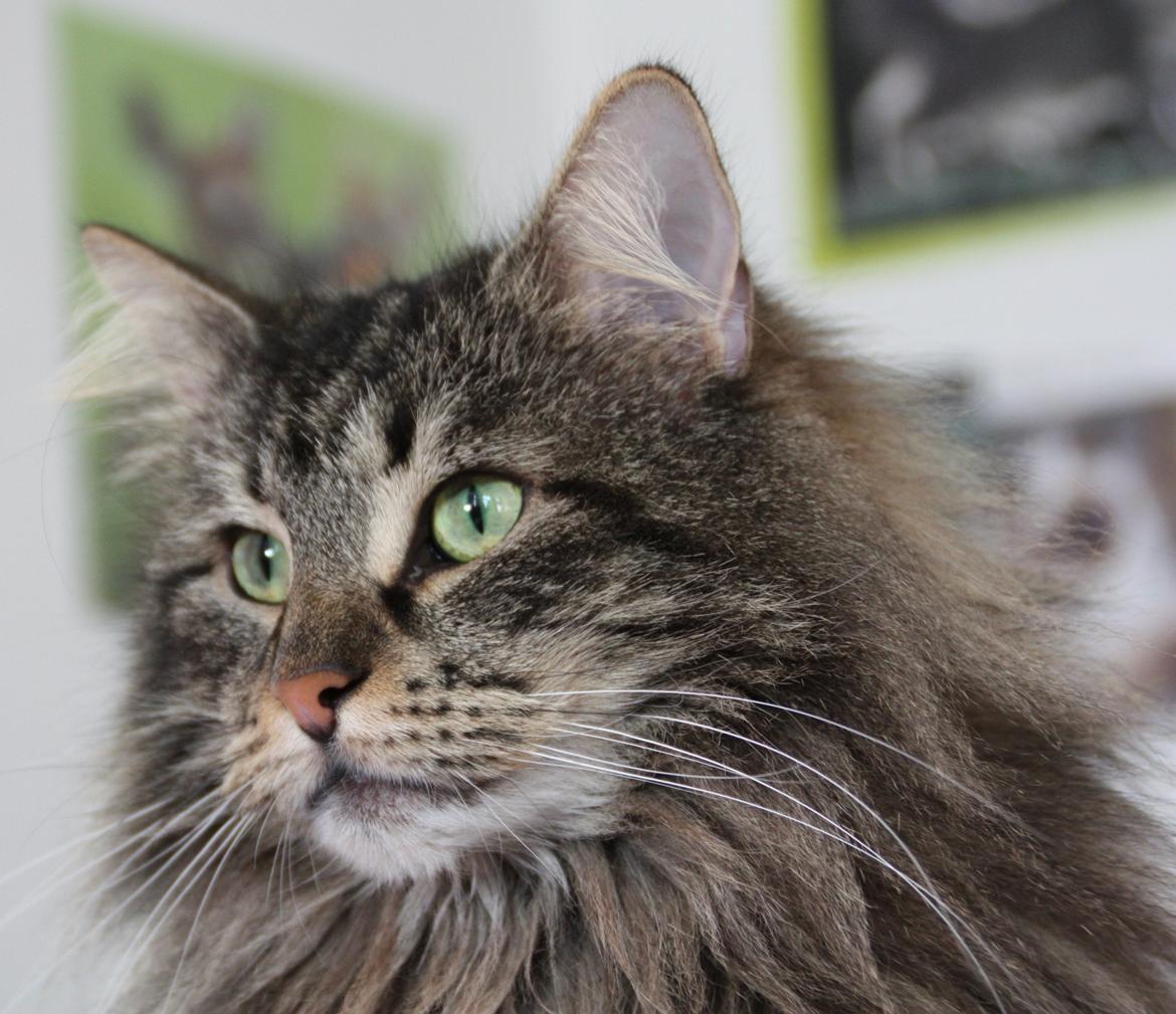 Dk Himmarks Norskskovkatte  - Eva  billede 10