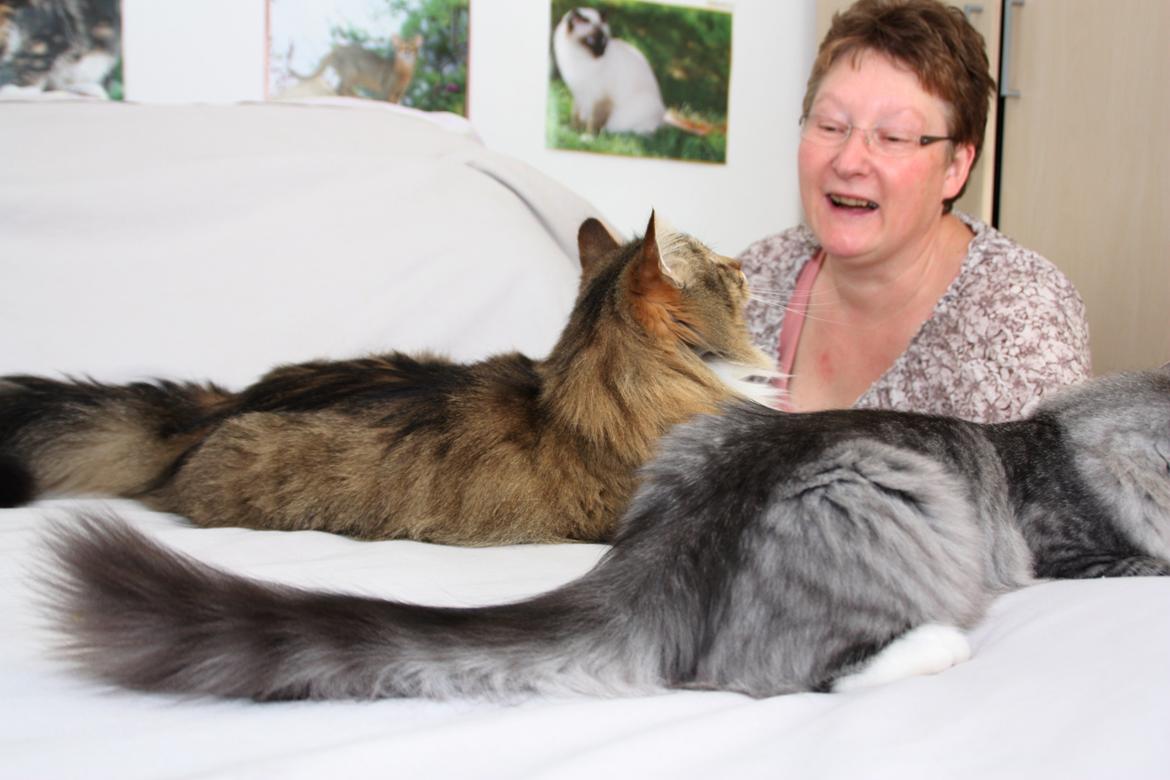 Dk Himmarks Norskskovkatte  - Toppe og Sanne  billede 7