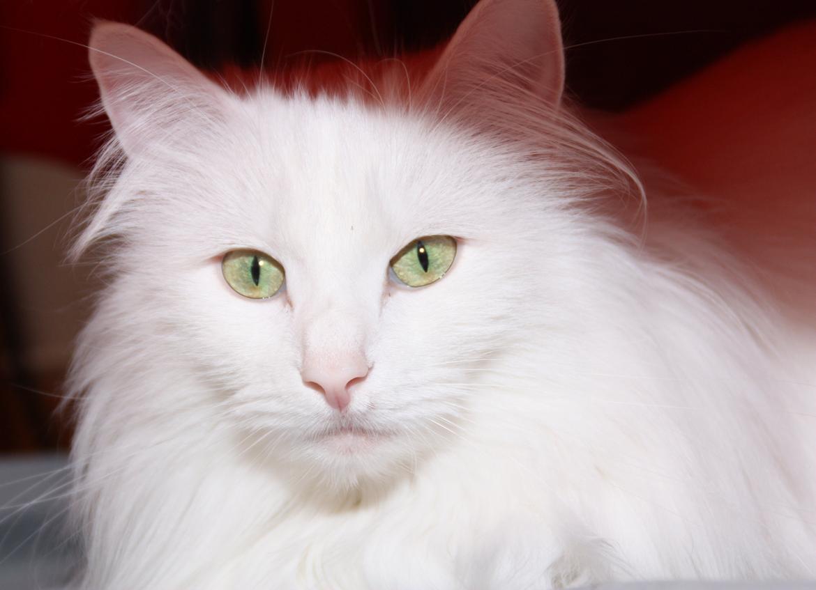 Dk Himmarks Norskskovkatte  - Smilla  billede 6