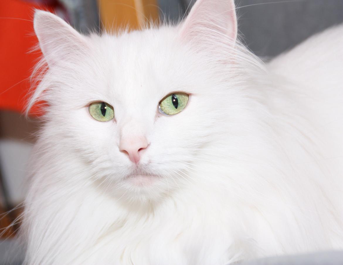 Dk Himmarks Norskskovkatte  - Smilla  billede 5