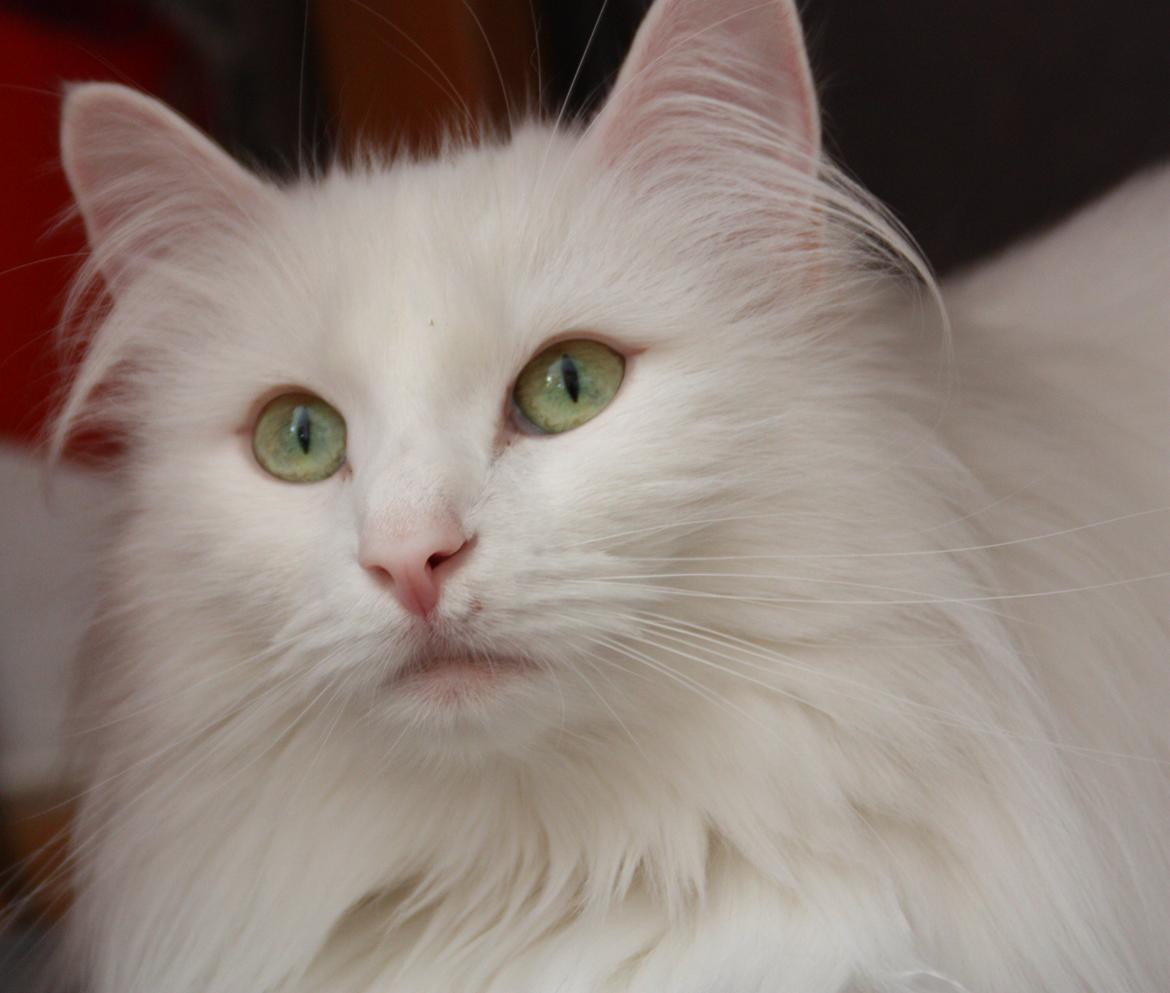 Dk Himmarks Norskskovkatte  - Smilla  billede 4