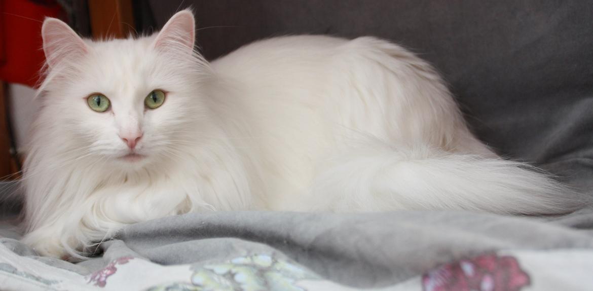 Dk Himmarks Norskskovkatte  - Smilla  billede 3