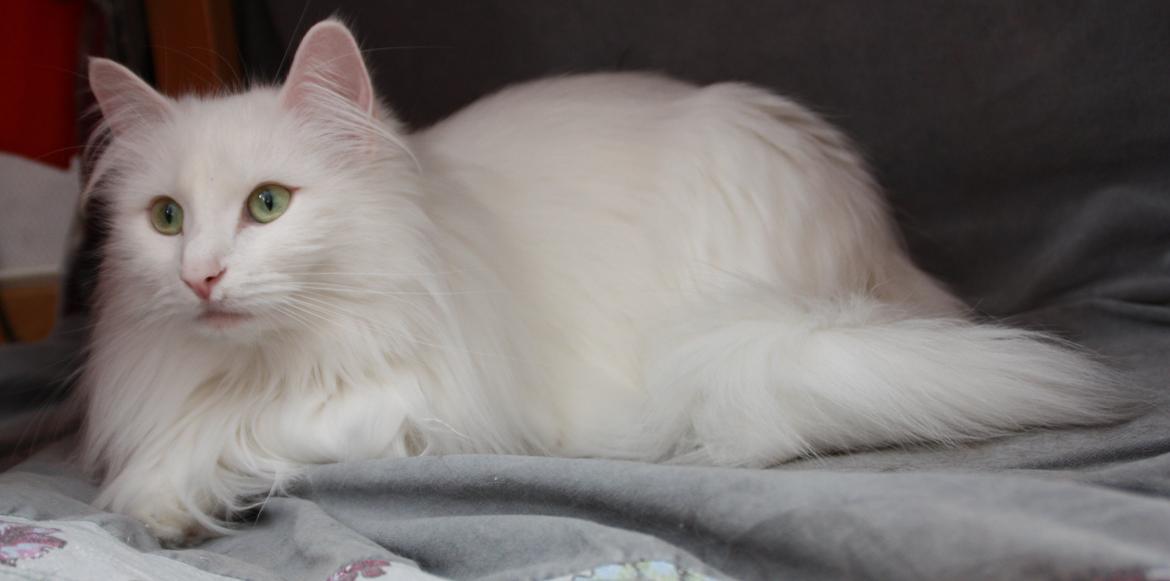 Dk Himmarks Norskskovkatte  - Smilla  billede 2