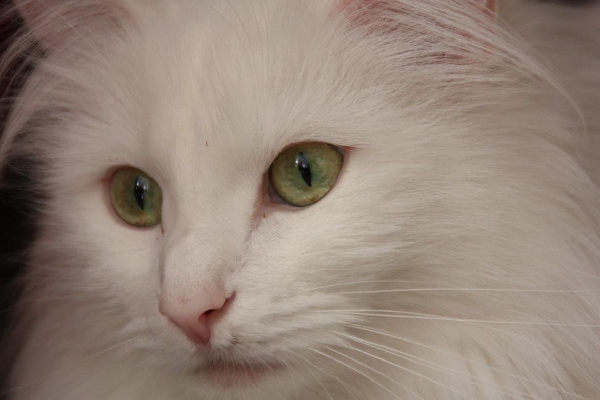 Dk Himmarks Norskskovkatte  - Smilla  billede 1