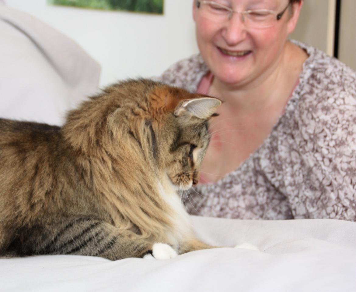 Dk Himmarks Norskskovkatte  - Toppe og Sanne  billede 8
