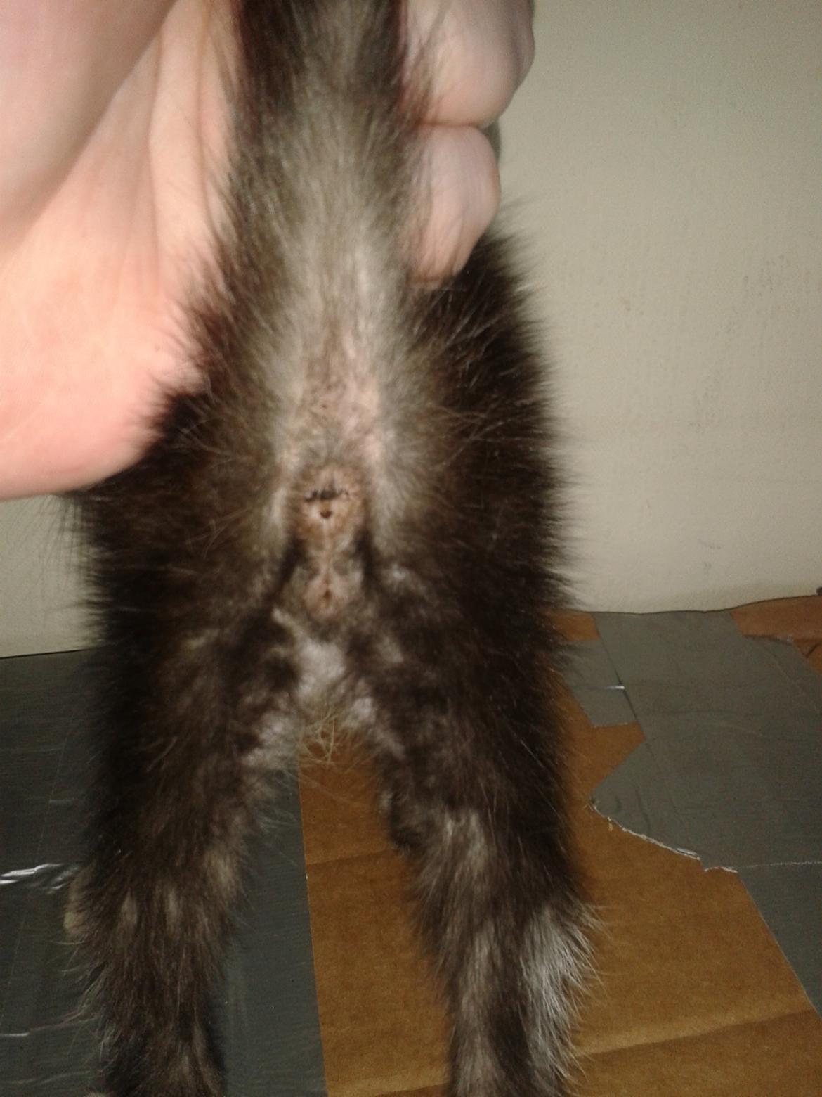 Køn på killinger? billede 1